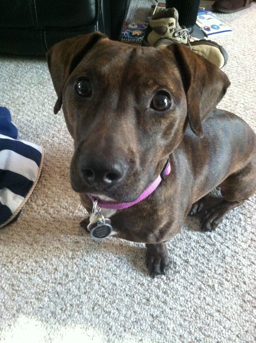 Смесь таксы и кокер спаниеля