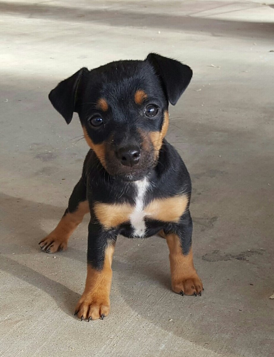 Цвергпинчер Рассел метис