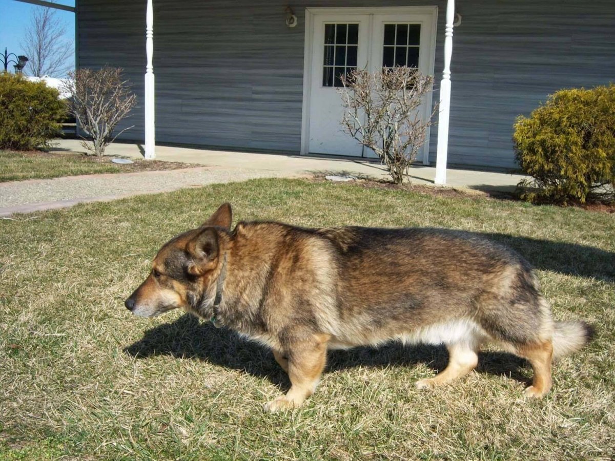 Такса овчарка дворняжка