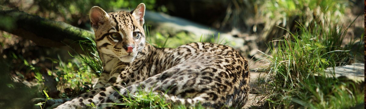 Леопардовая кошка Оцелот