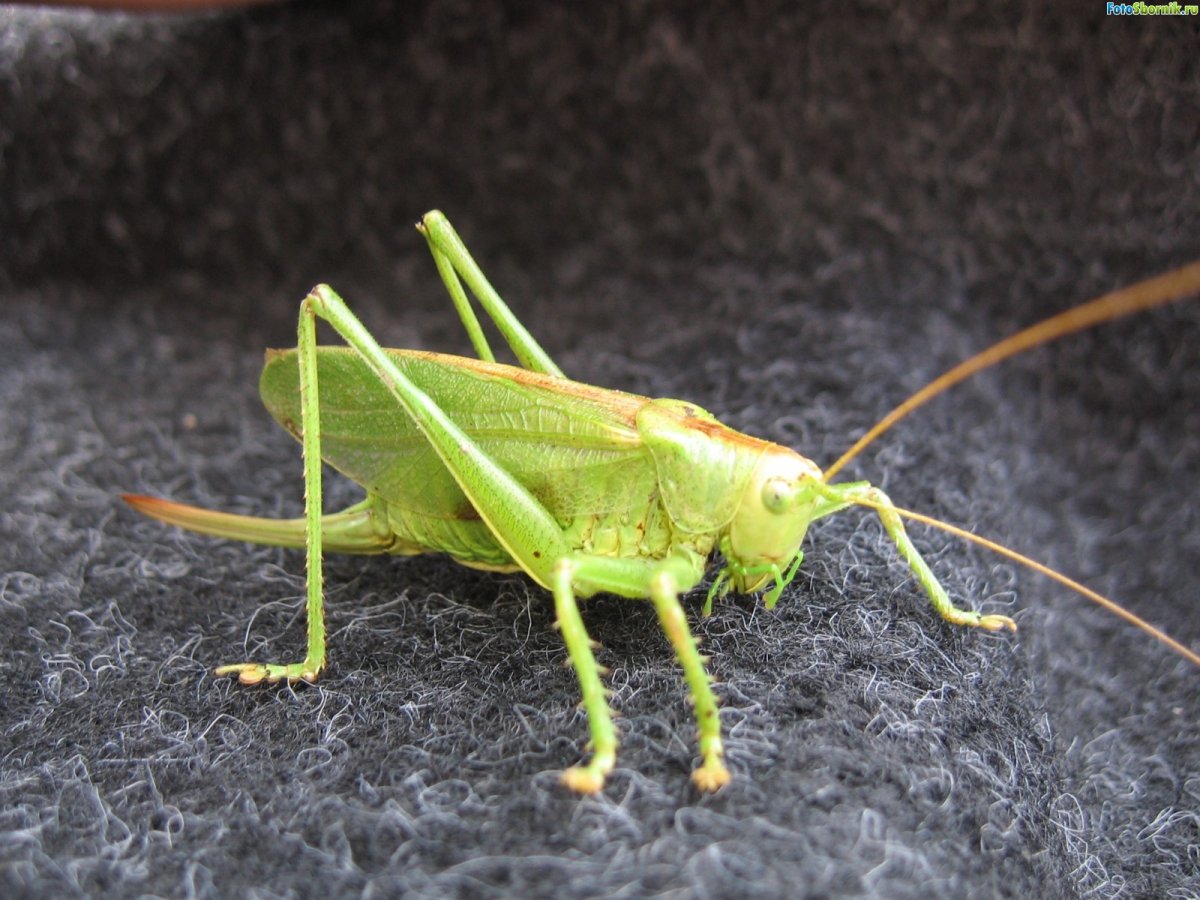 Салатовый кузнечик