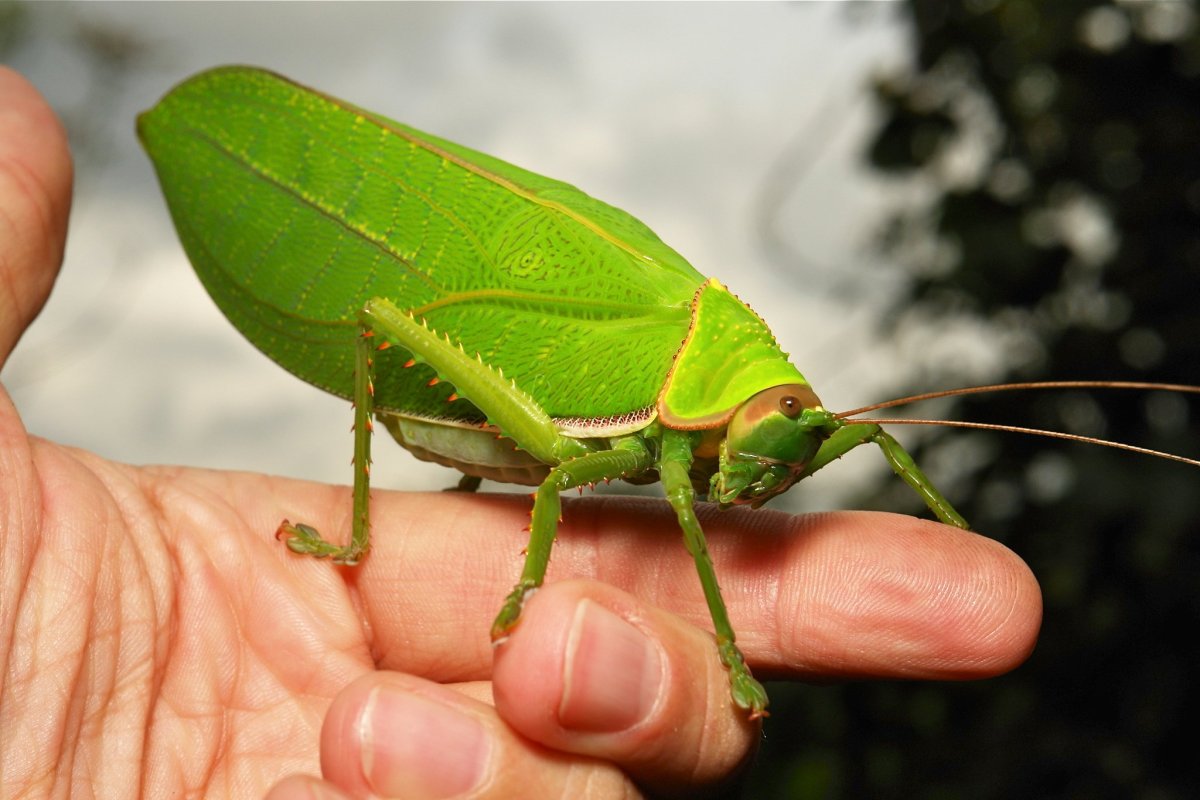 Гигантский малазийский кузнечик