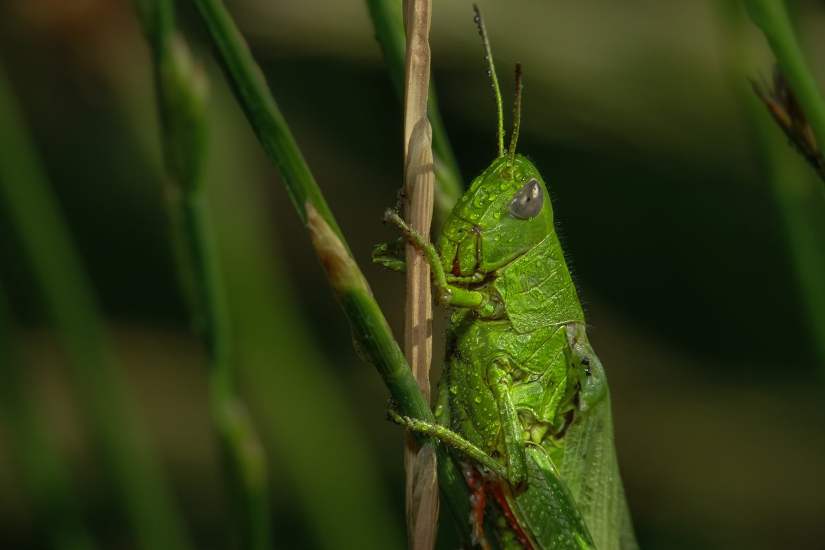 Голова кузнечика