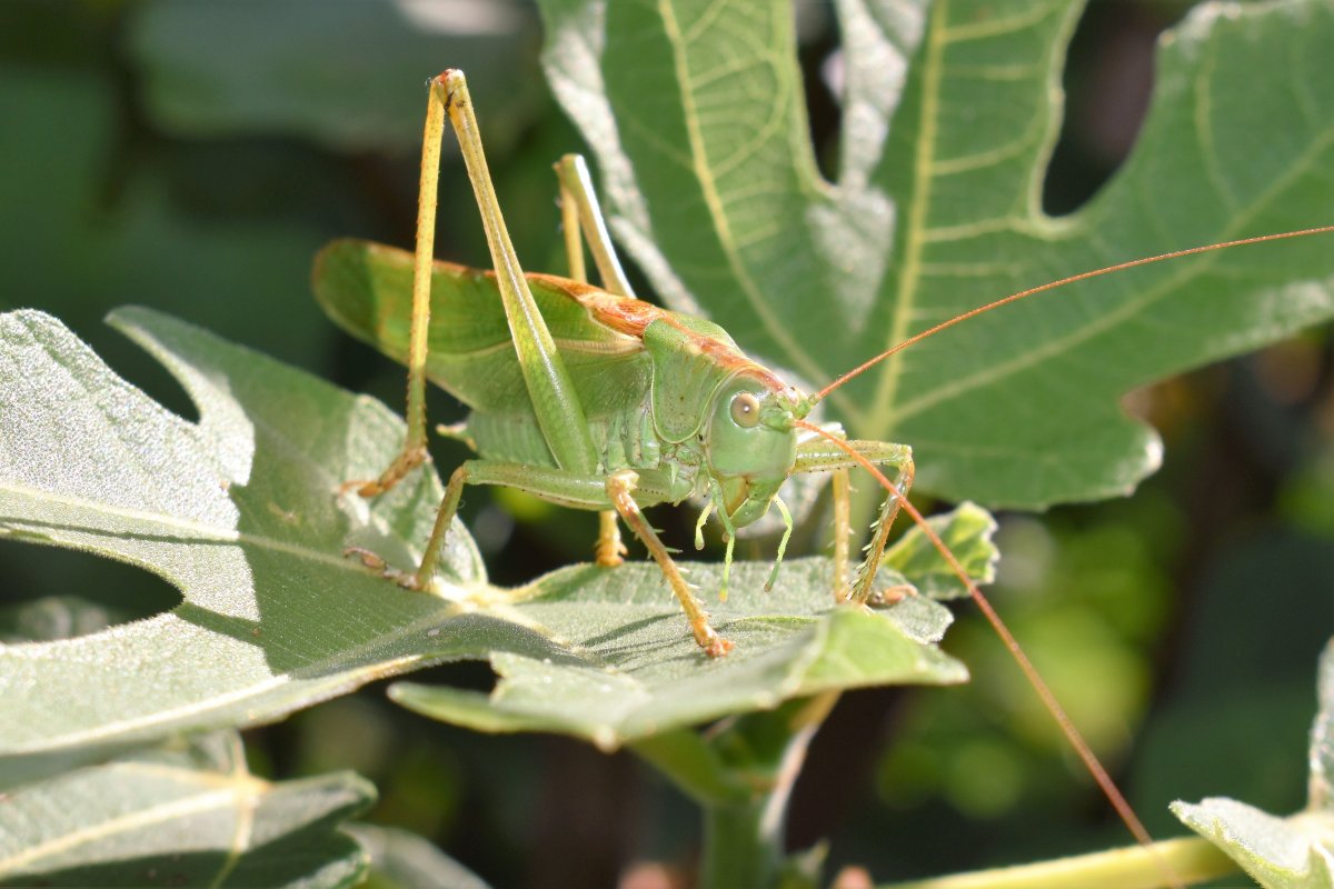 Кузнечик Саранча сверчок богомол