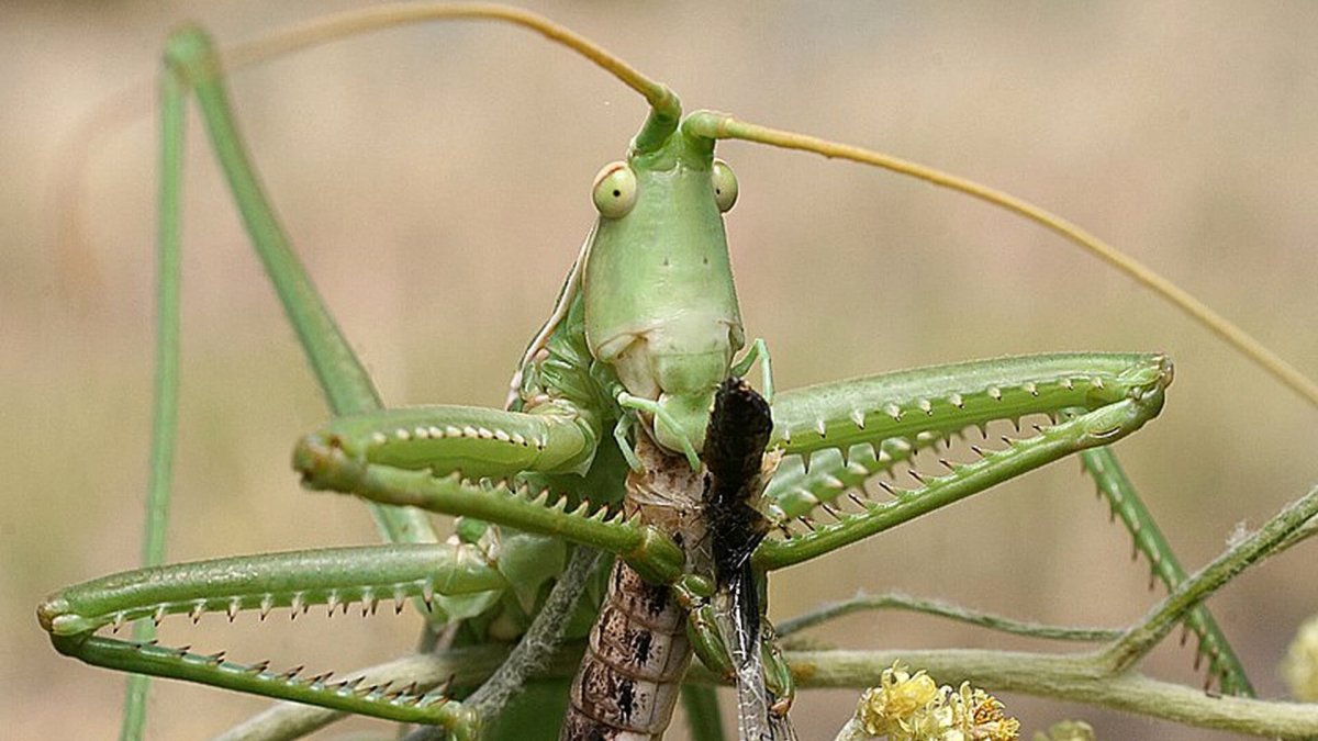Прыгающие насекомые фото с названиями