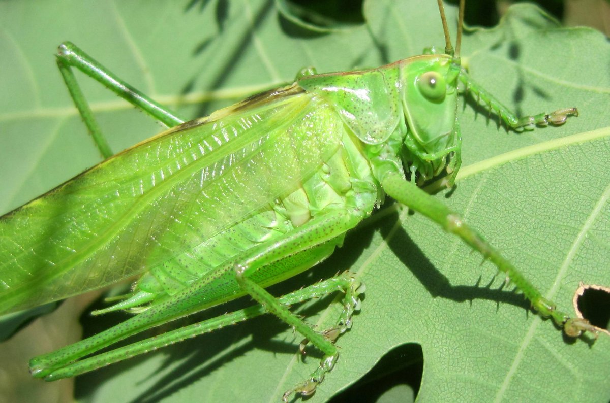 Кузнечик зеленый (Tettigonia viridissima)