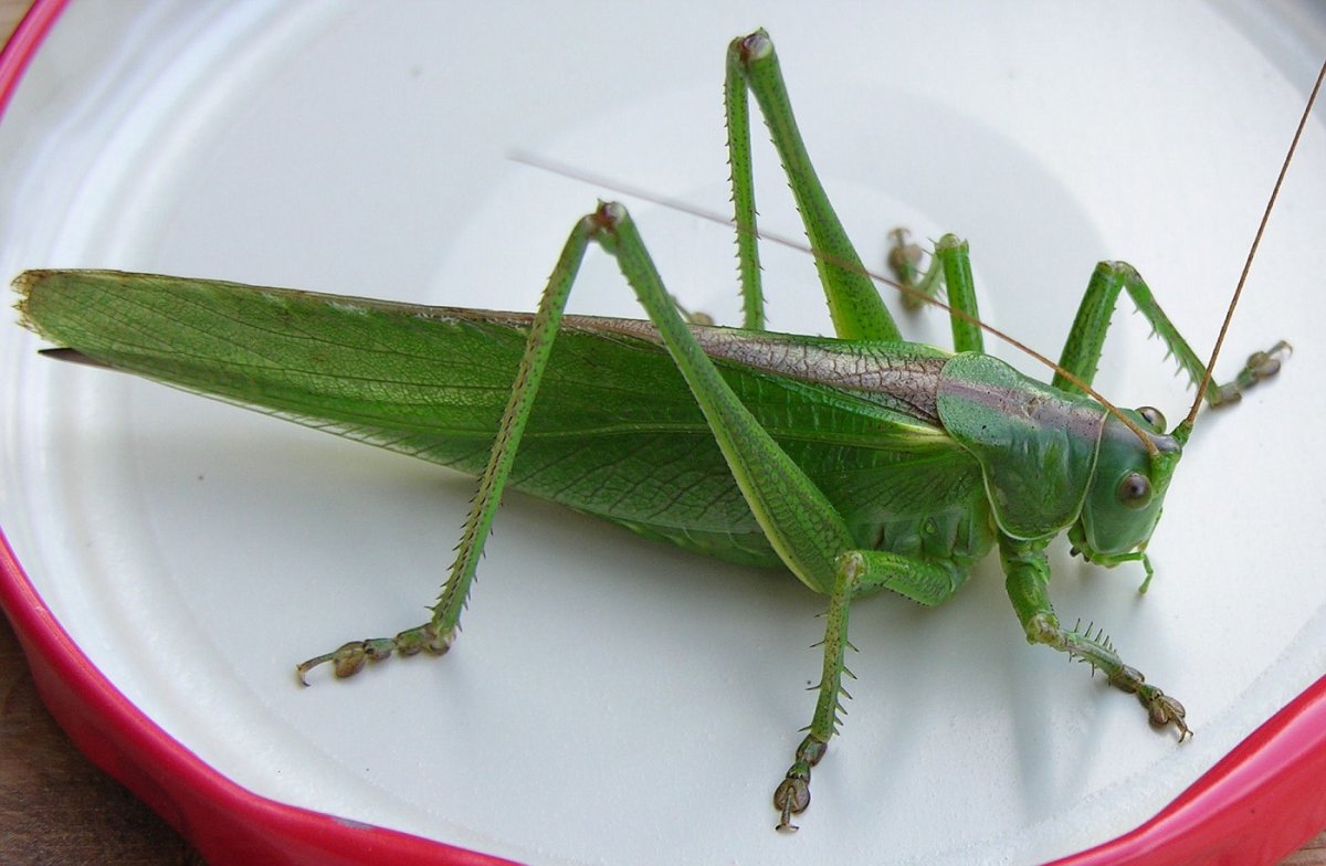 Tettigonia viridissima