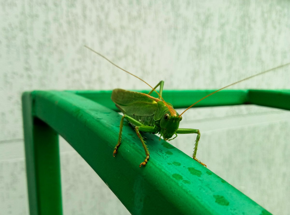 Листовидный кузнечик