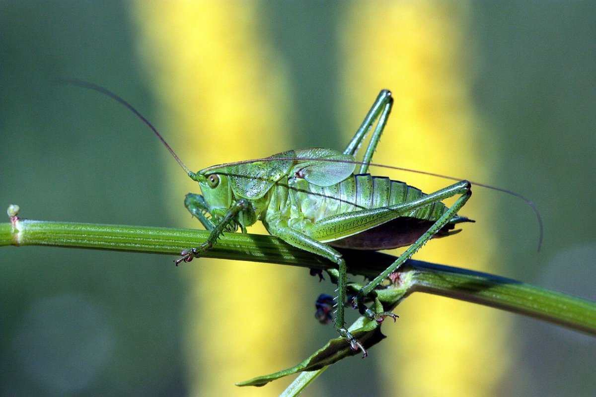 Саранча гигантская зеленая