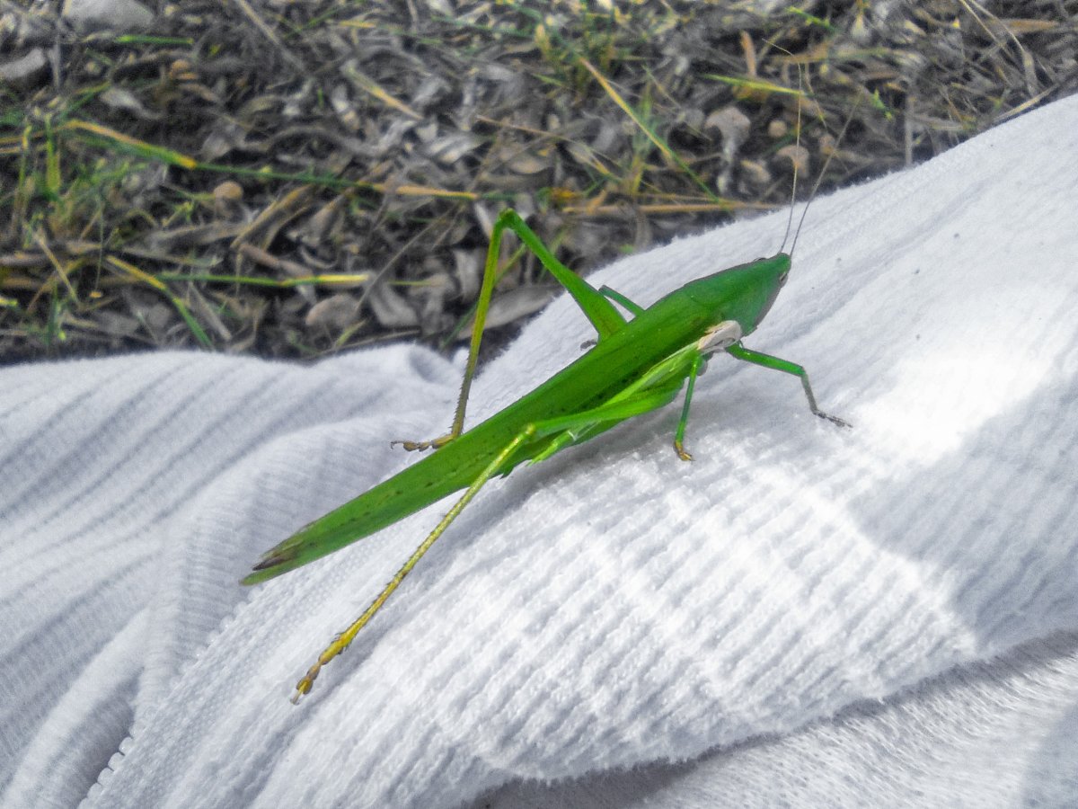 Гигантский австралийский палочник