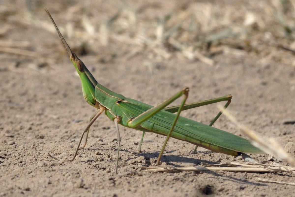 Саранча смешная