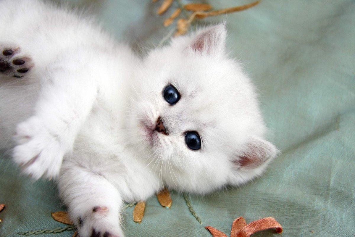 Белый пушистый котенок