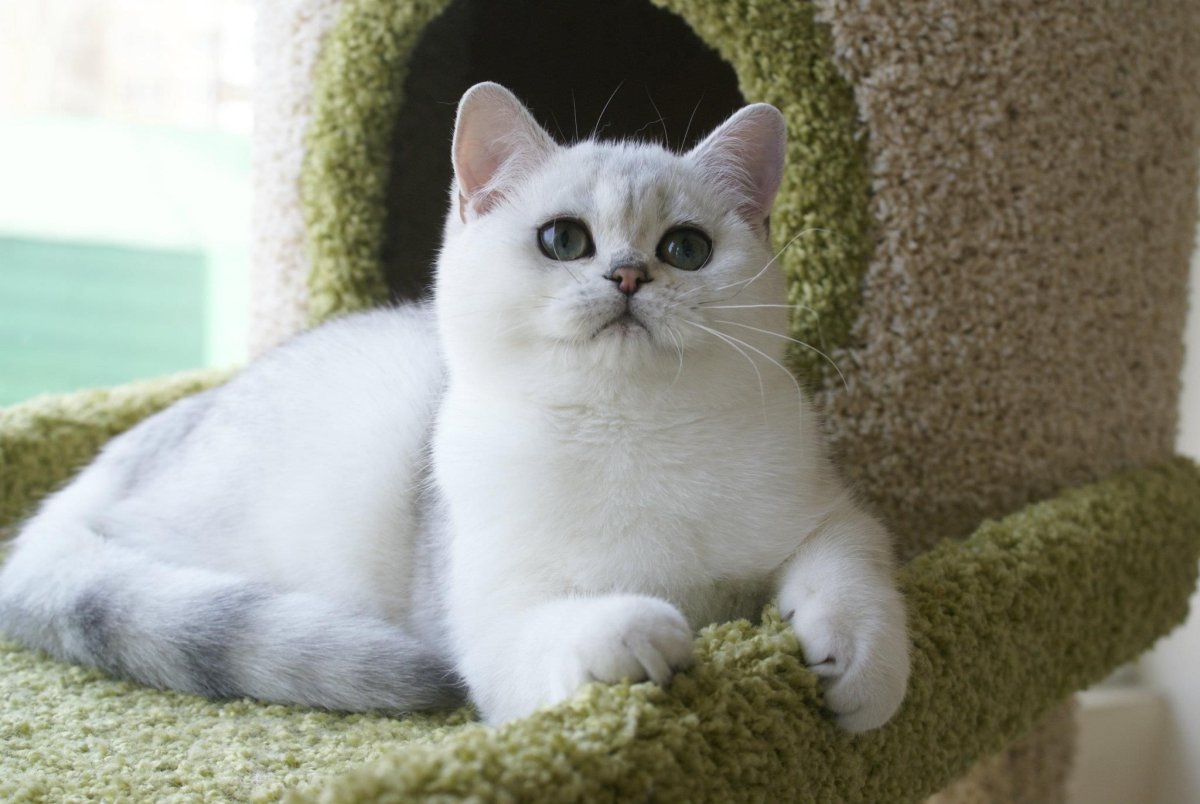 Британская вислоухая шиншилла