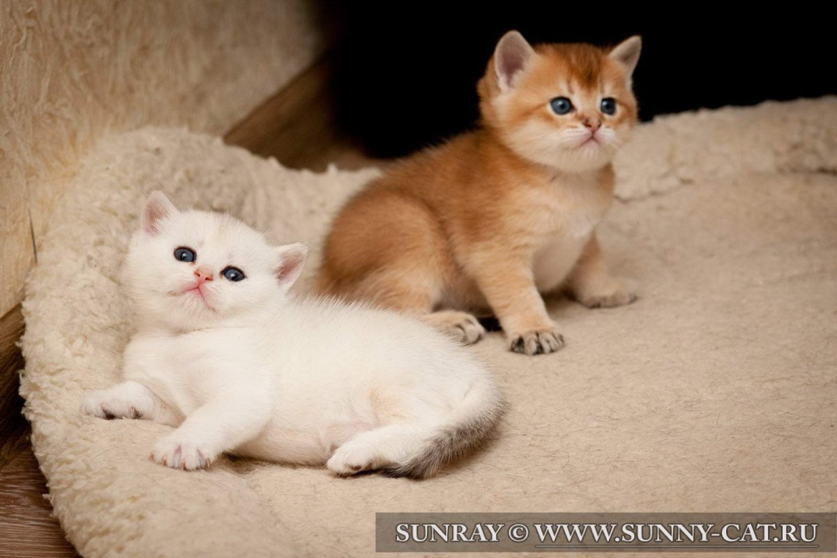 Британская шиншилла серебристая и Золотая