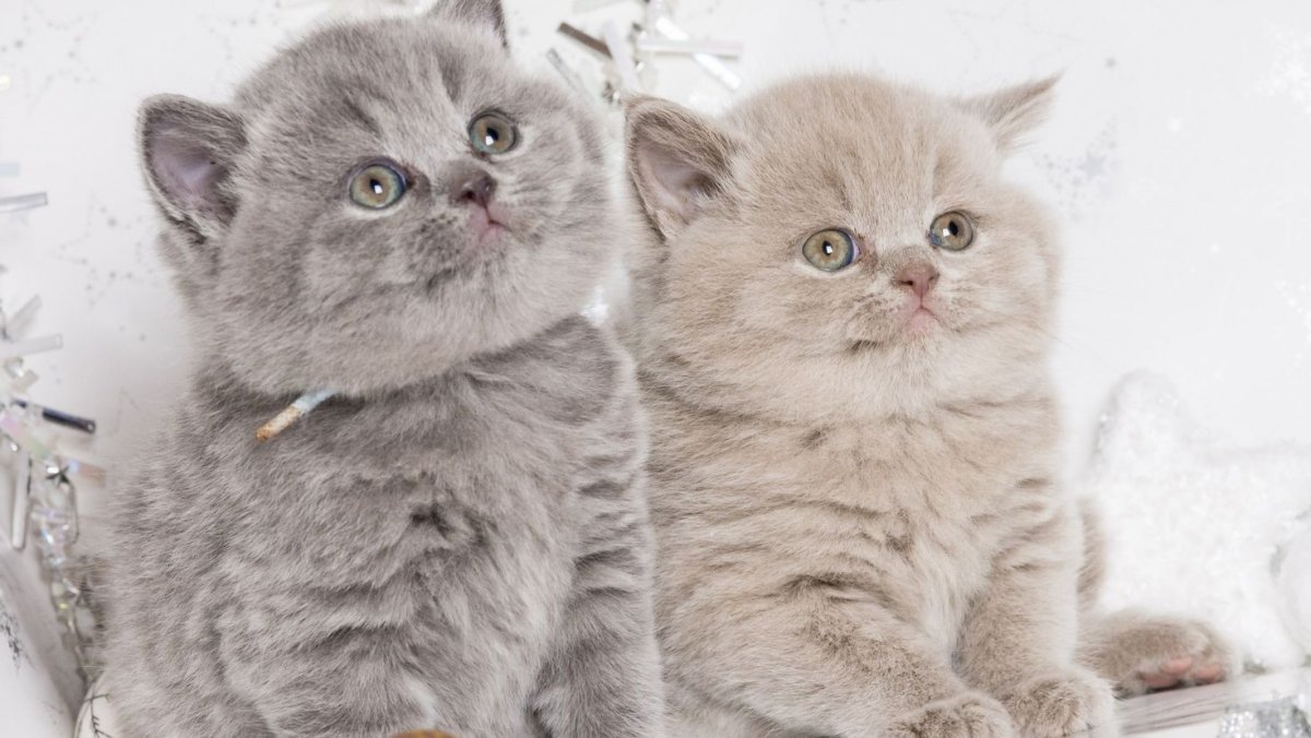 Британская кошка