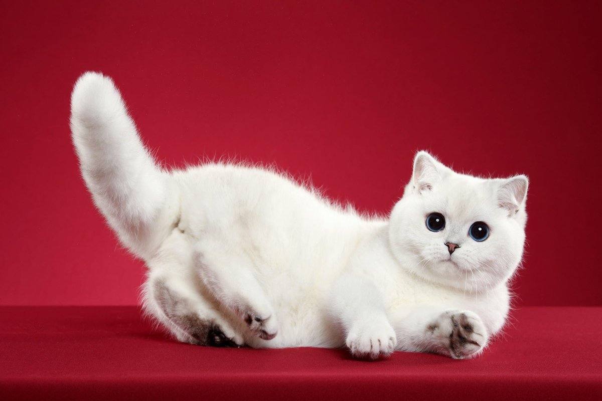 Белый британский кот