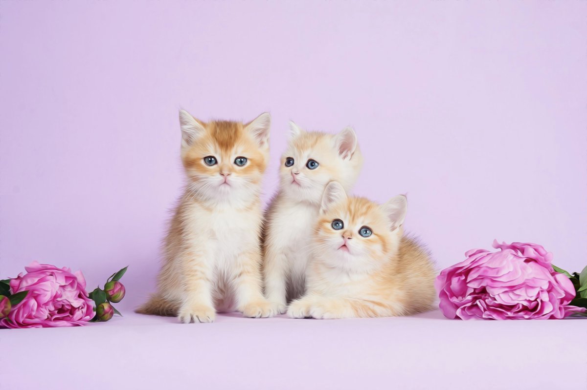 Мински котята