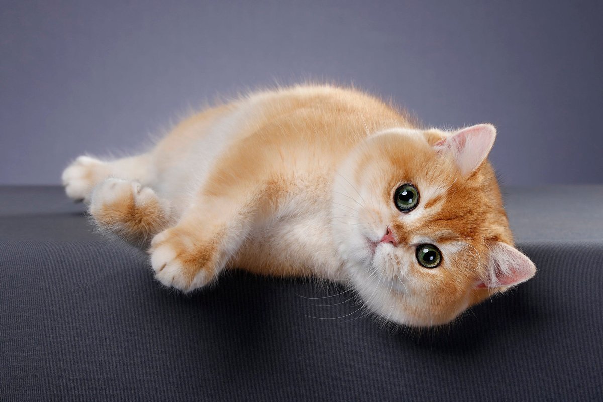 Коты британские шиншиллы