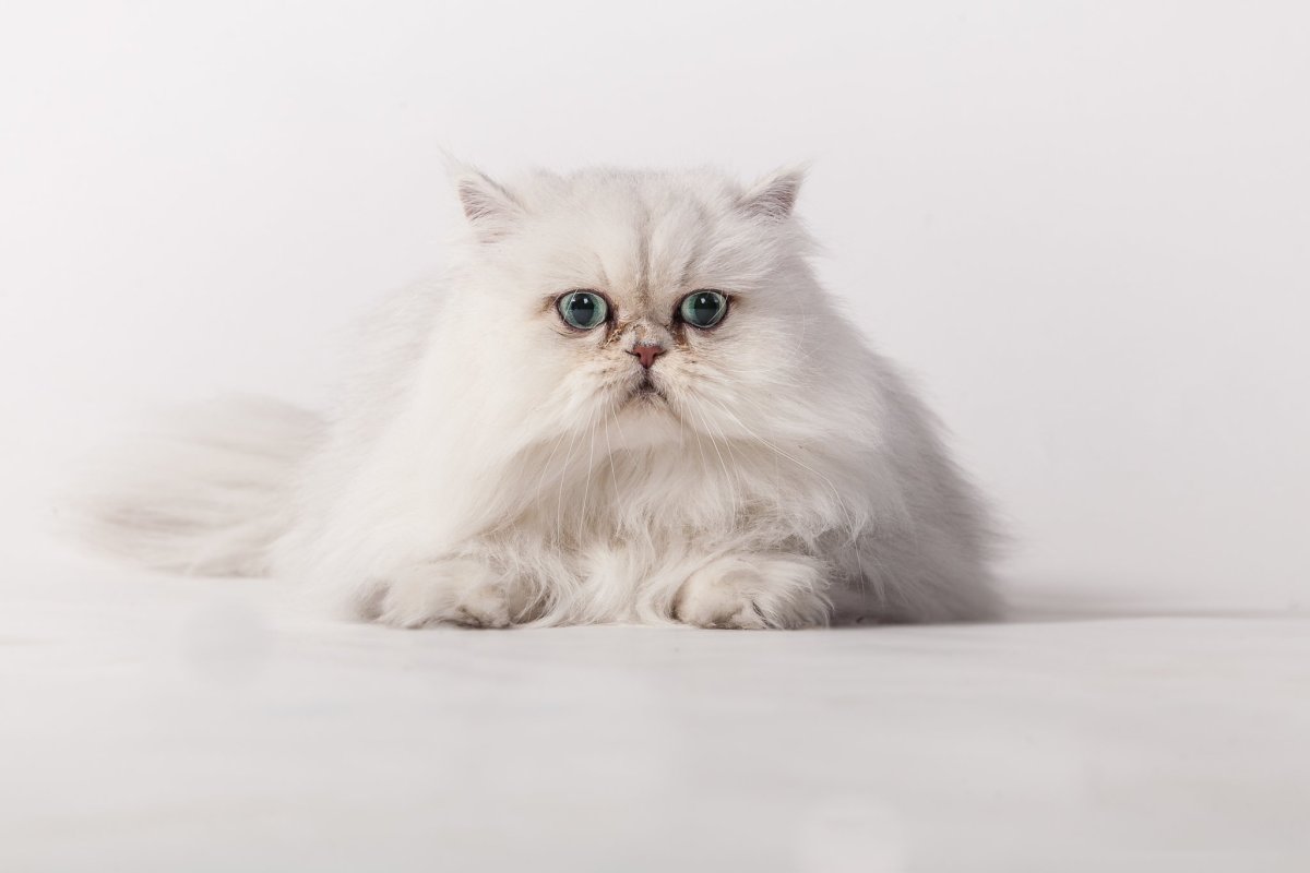 Персидская шиншилла персиковый цвет