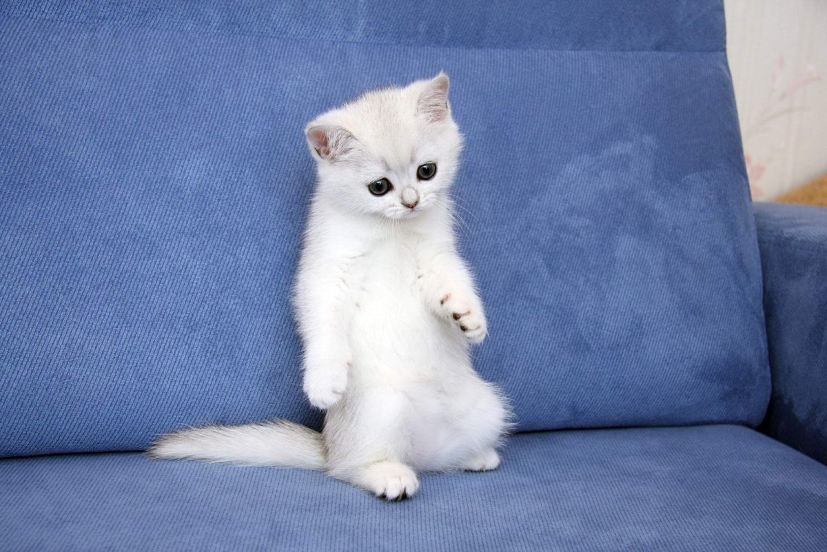 Маленький белый британец