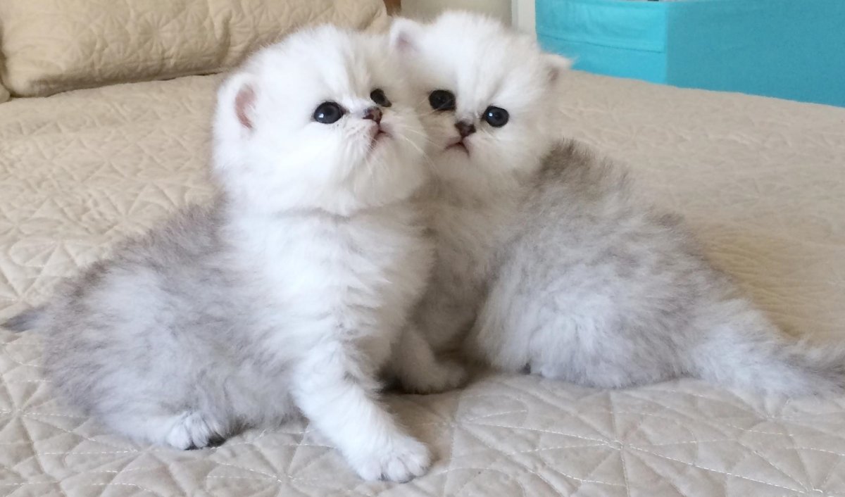 Новорожденные серебристые шиншиллы