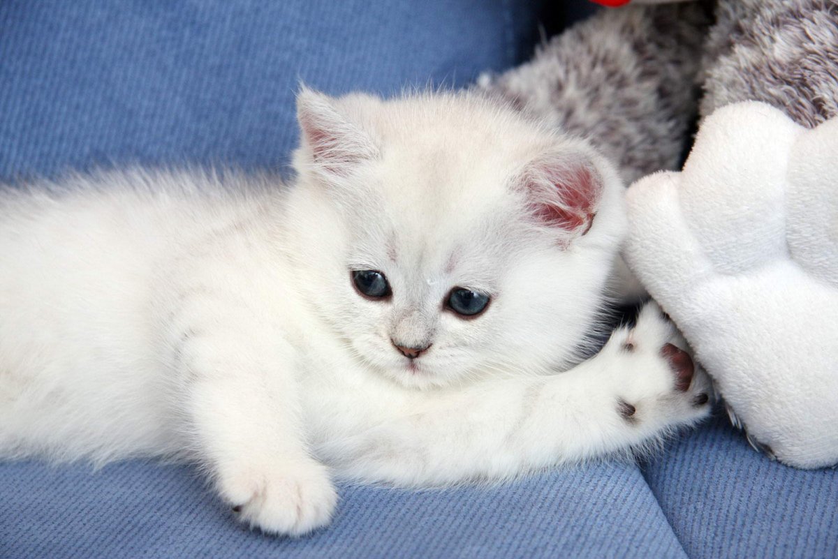 Серебристая шиншилла