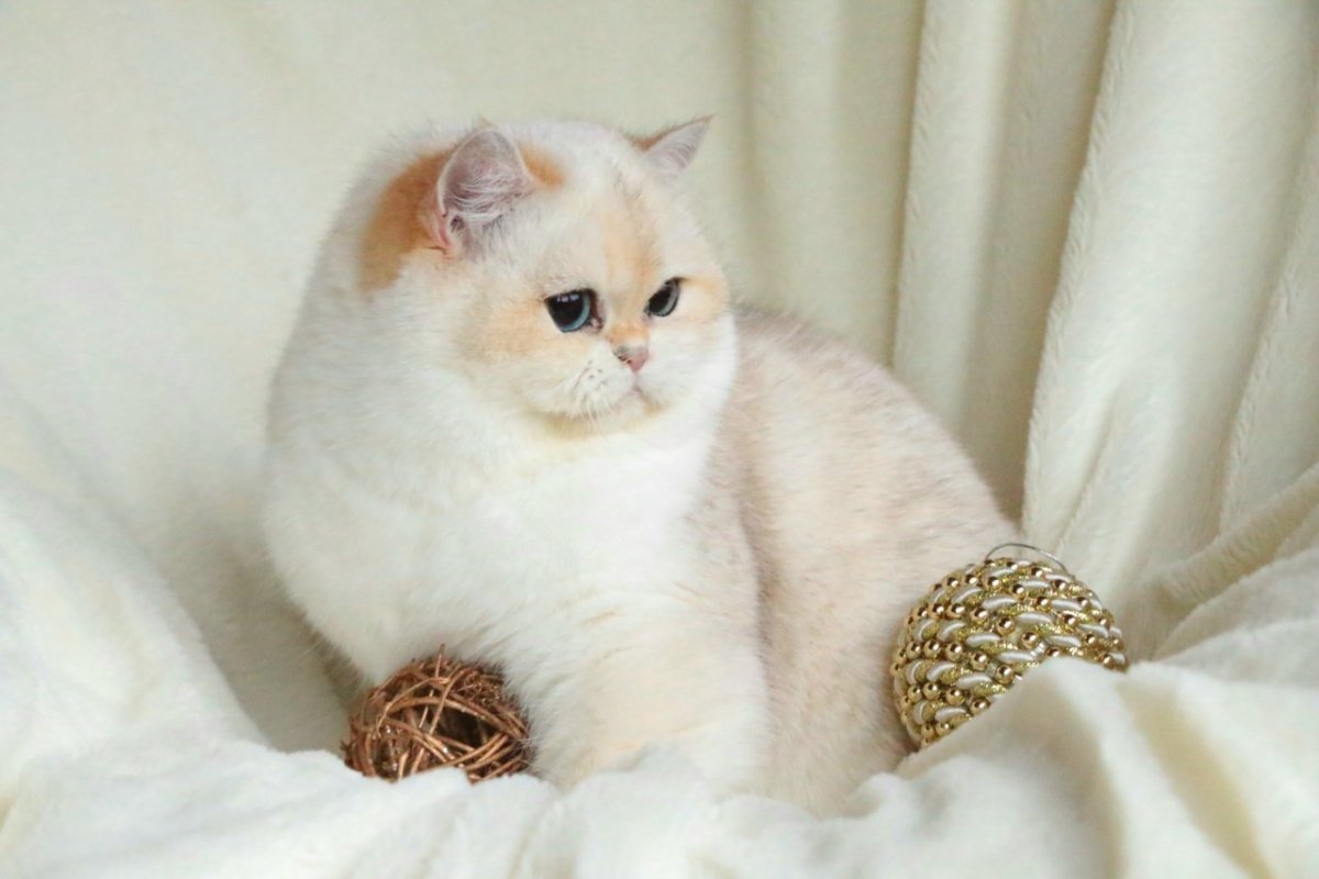 Британская шиншилла