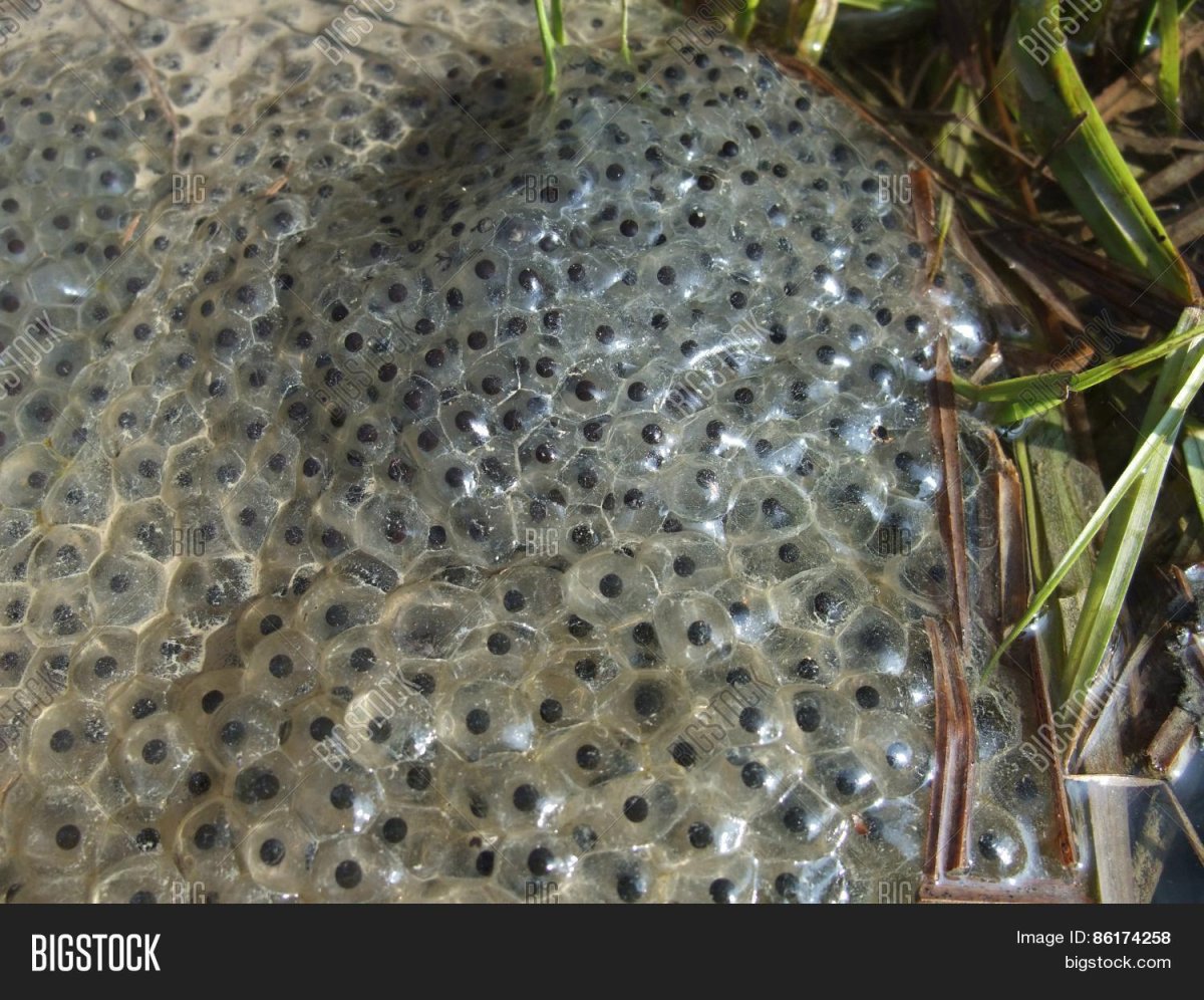 Метание икры лягушки