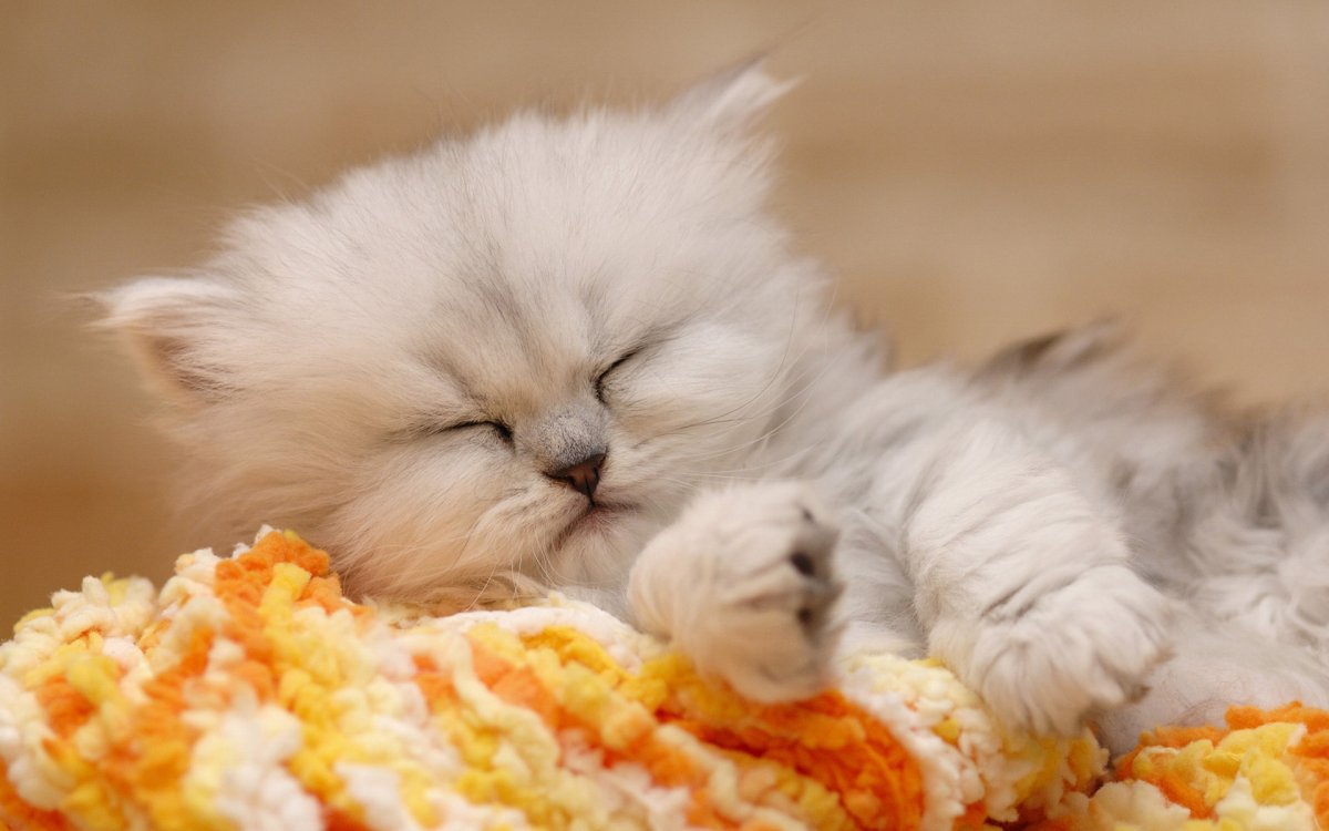 Красивые обои на рабочий стол