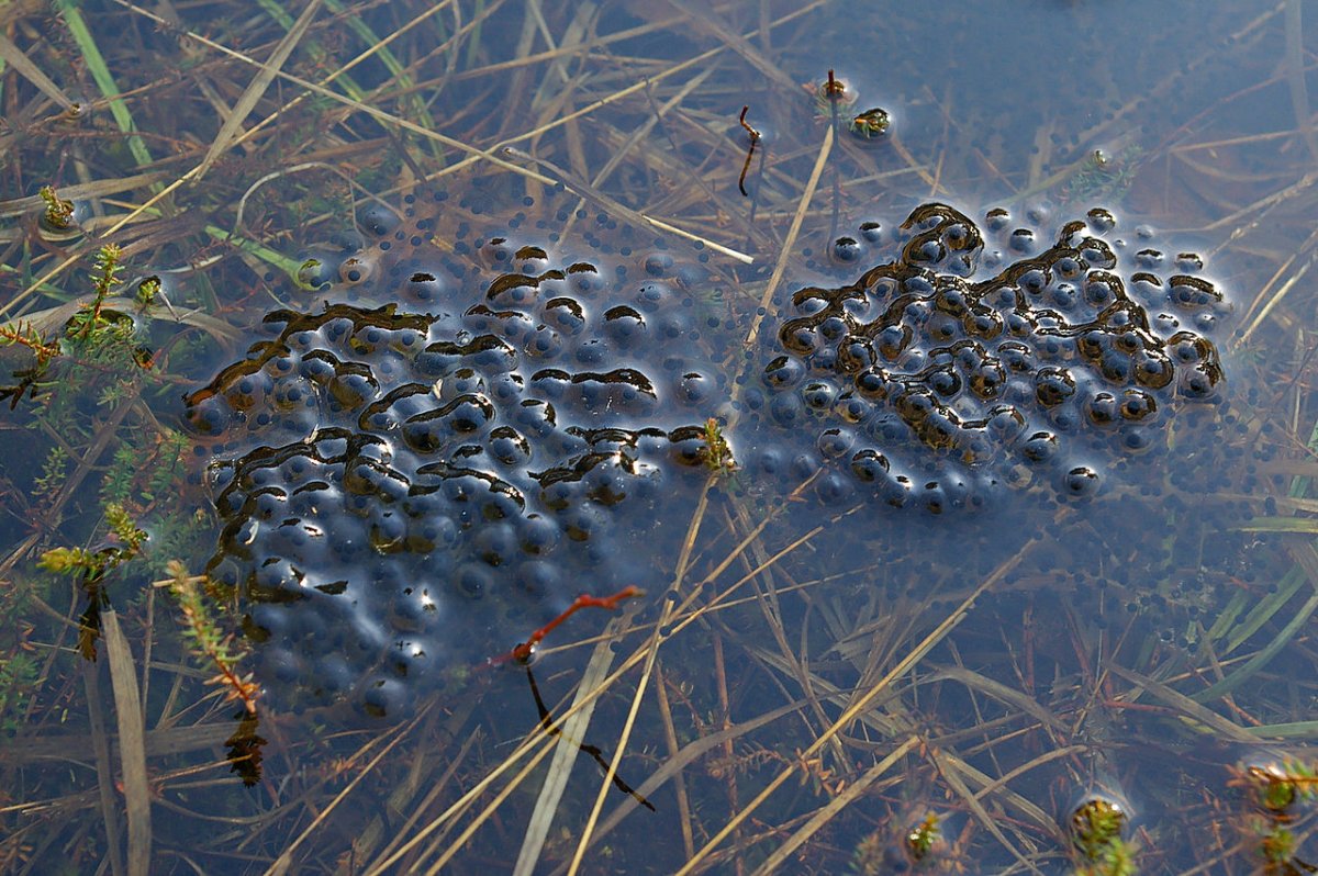 Квакша обыкновенная икринки