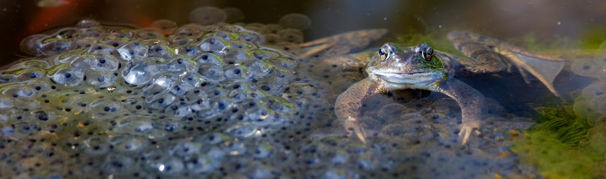 Лягушка мечет икру