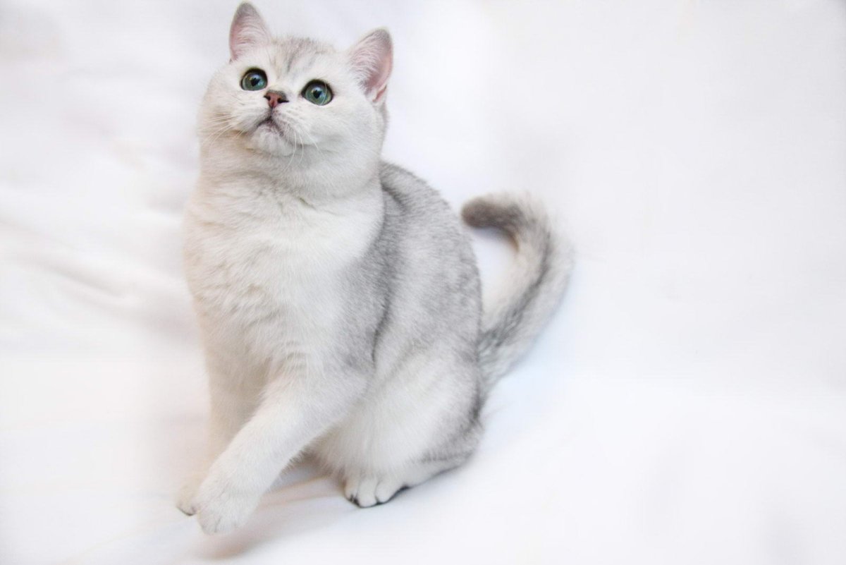 Британская короткошёрстная шиншилла