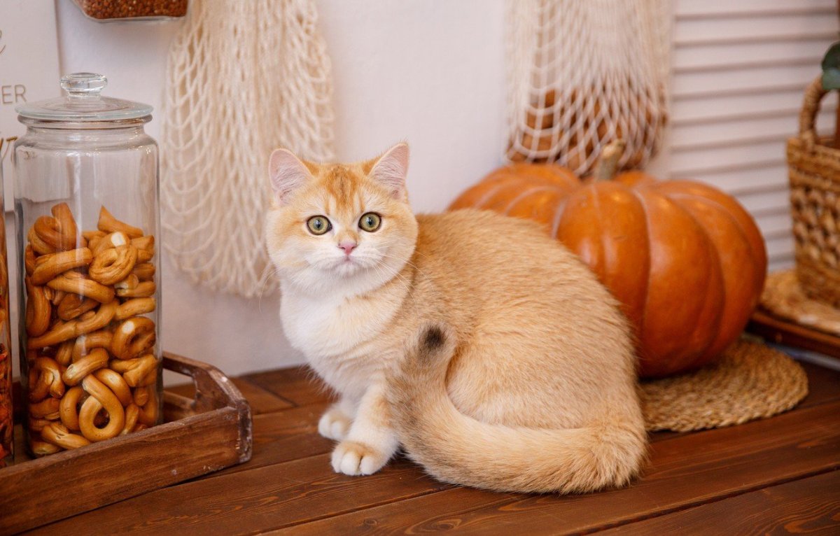 Британская Золотая шиншилла обои