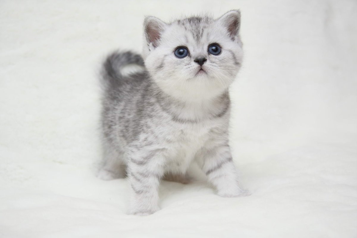 Кошки маленькие британские короткошерстные