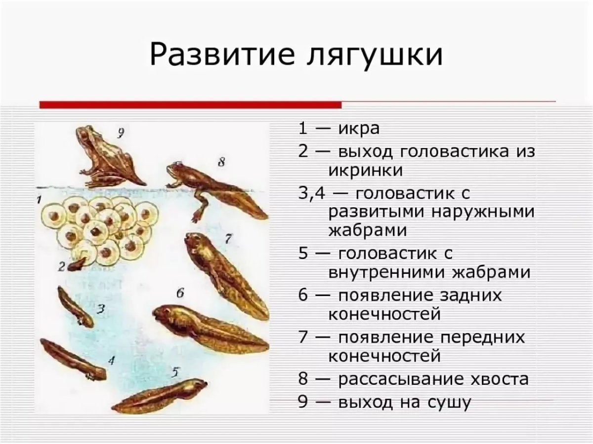 Малек Лягушонок