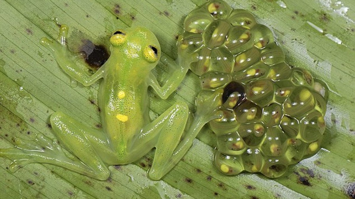 Квакша размножение