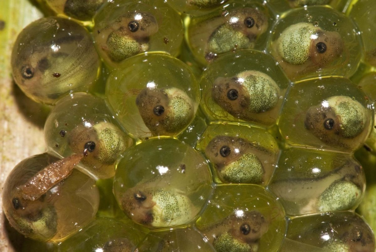 Икринка головастик лягушка