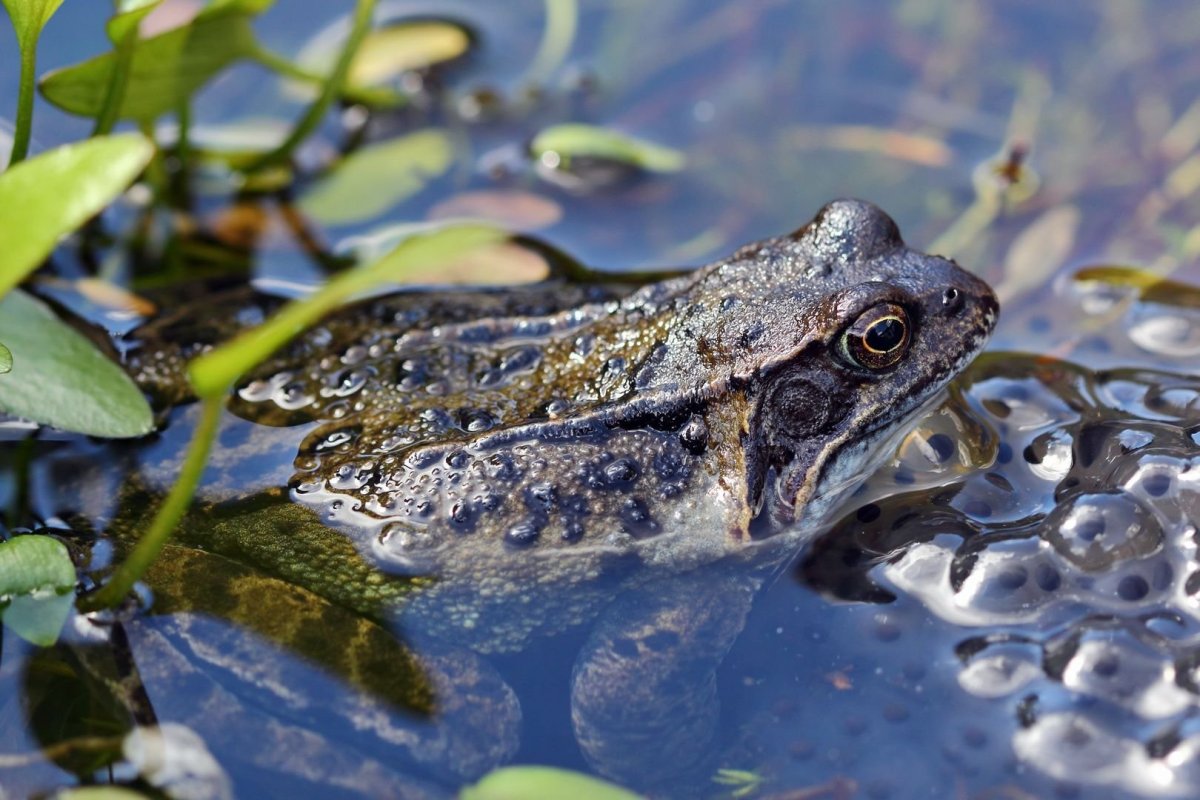 Икра лягушка Прудовая