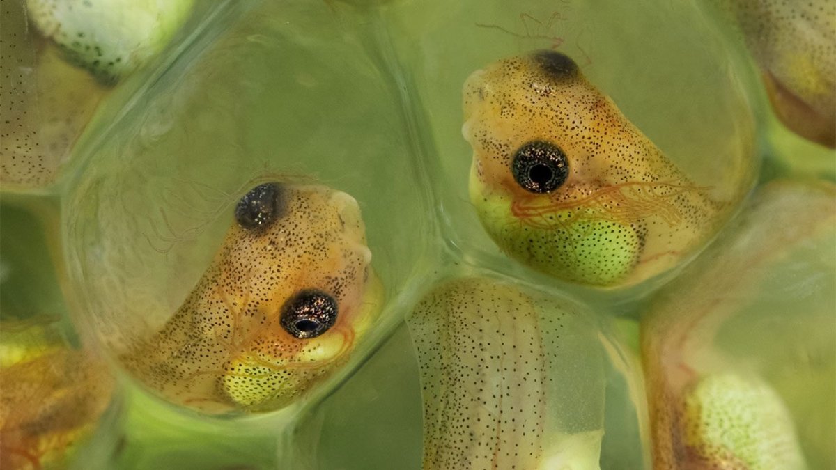 Головастик древесной лягушки