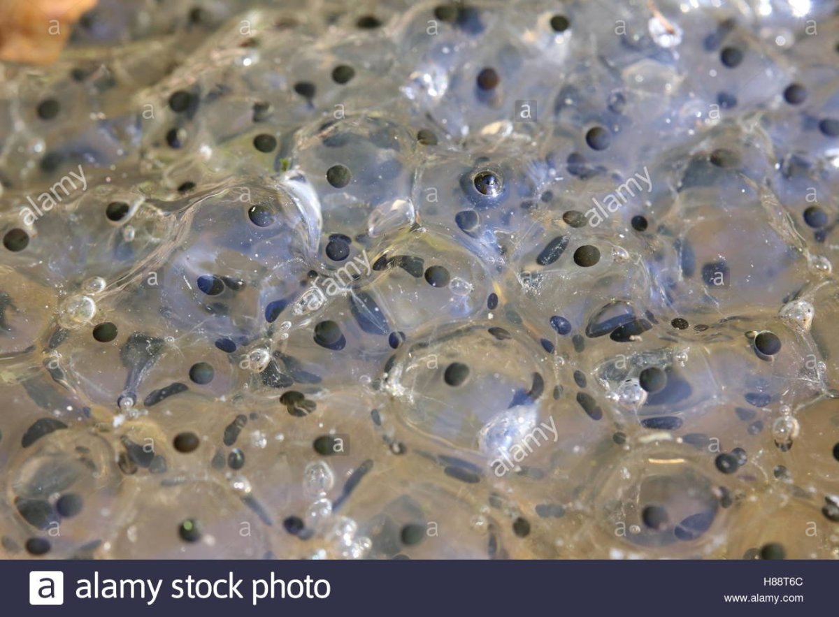 Rana temporaria икра