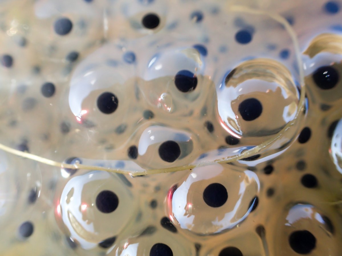 Икринка лягушки под микроскопом