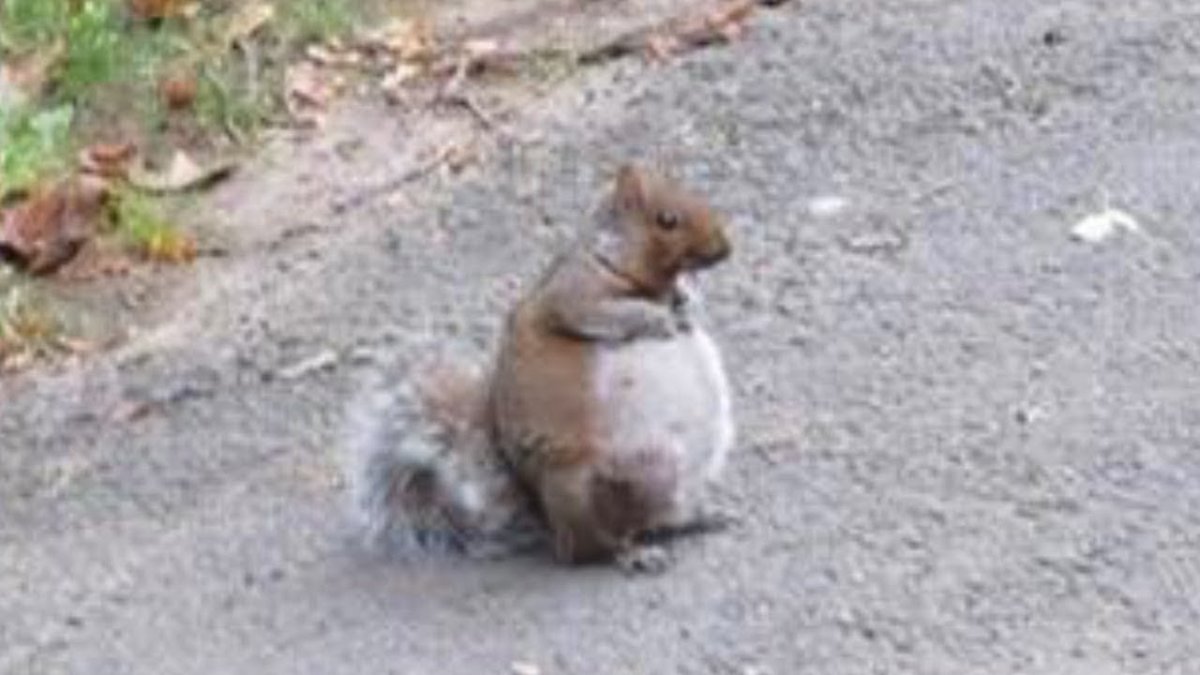 Бурундук с набитыми щеками