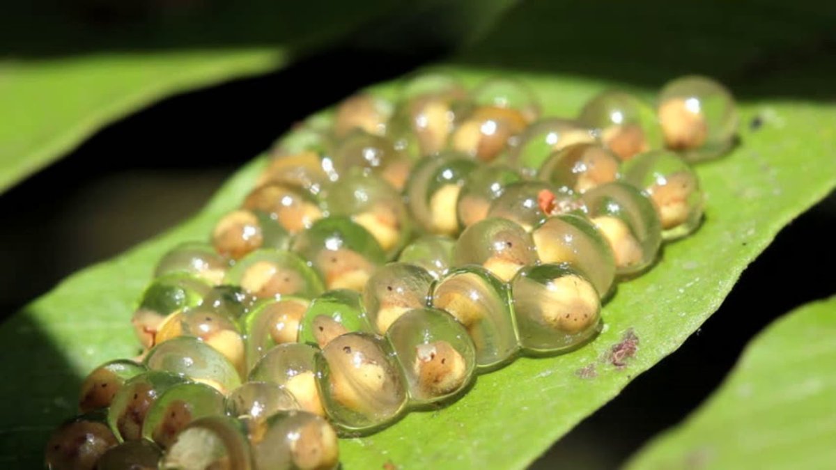 Икра травяной лягушки