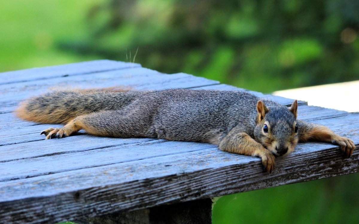 Толстая Белочка