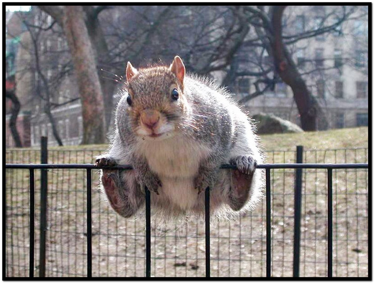 Огромная белка