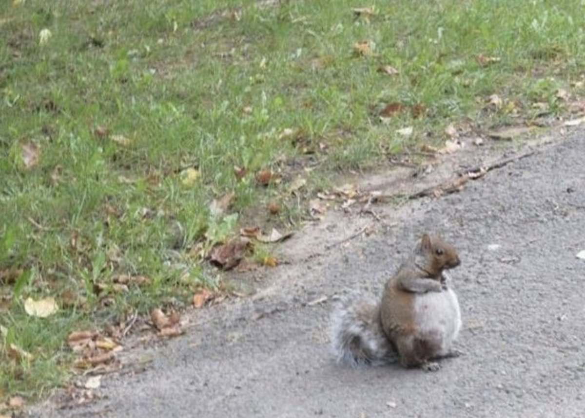 Белка лезет в дупло