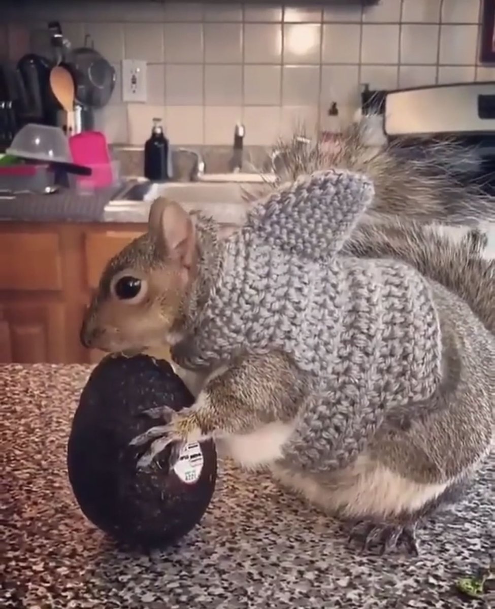 Пазл животное белка