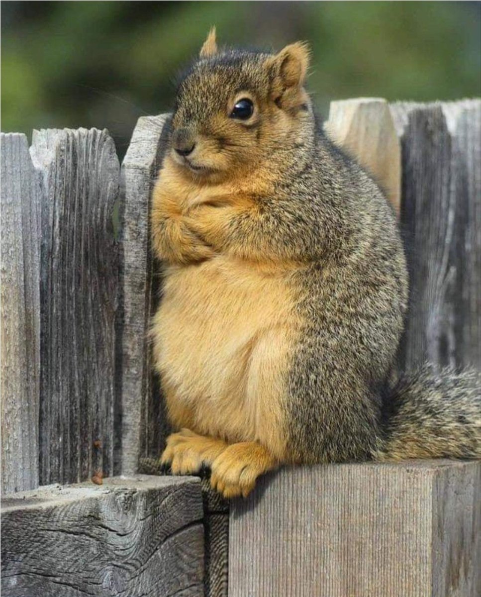 Толстый бурундук