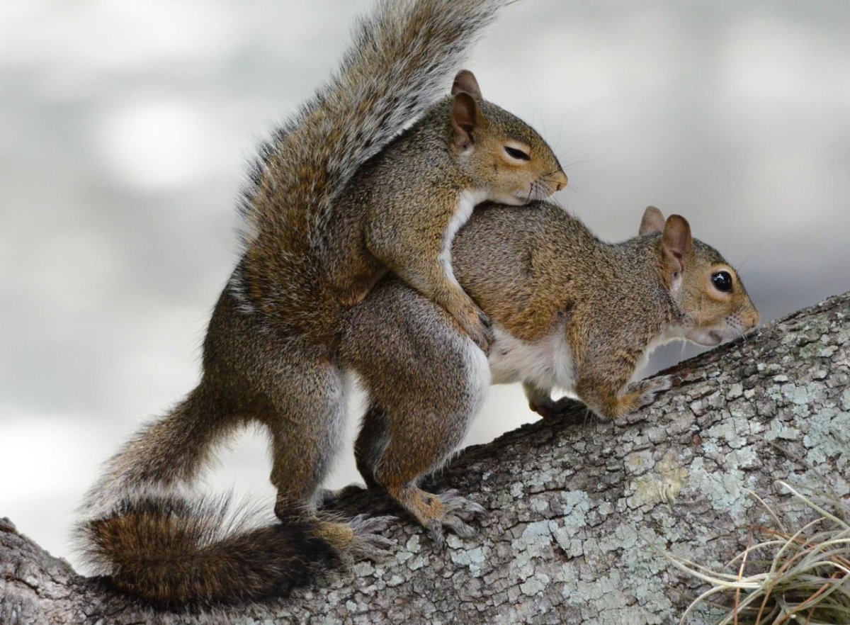 Смешная белка