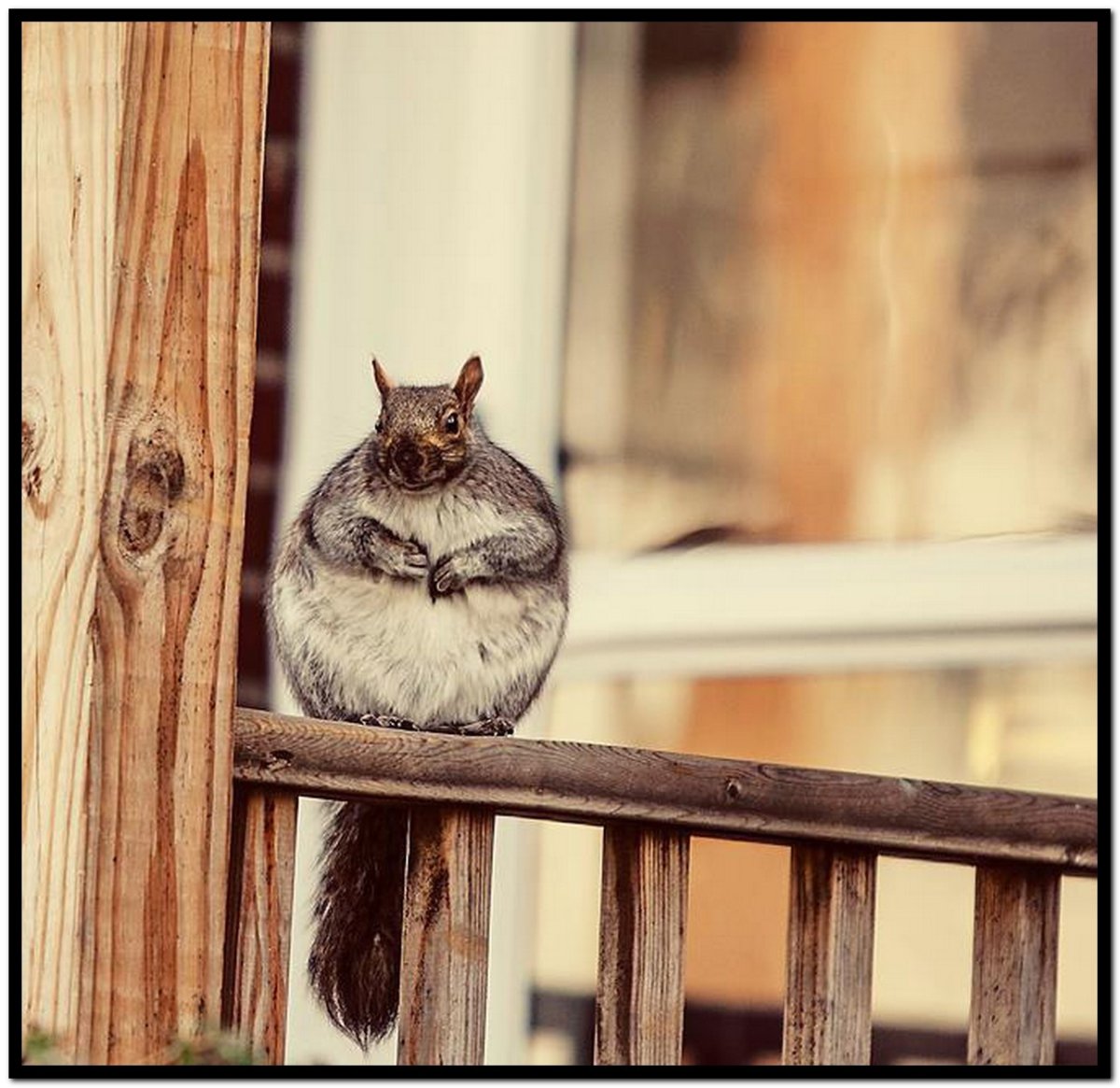 Зимние звери